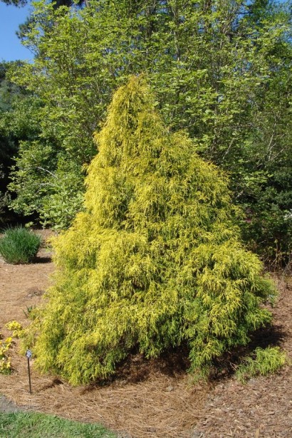 Кипарисовик горохоплідний Філіфера Ауреа